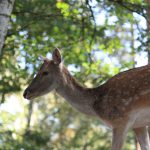 Damhirsch im Profil vor Waldhintergrund
