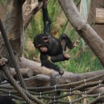 Schimpansenjunges am Turnen