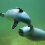 Seehunde am Fenster eines Robbariums