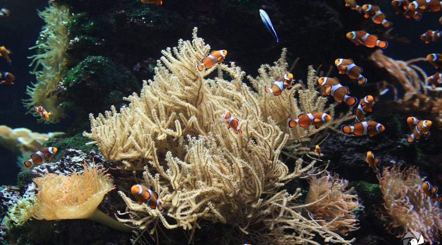 Orangeringel-Anemonenfische an Korallen