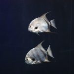 Zwei Fische glänzen silbern im dunkeln Wasser