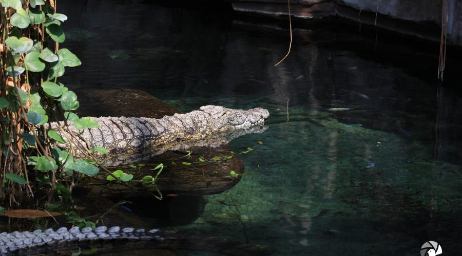 Seitenansicht eines schwimmenden Krokodils