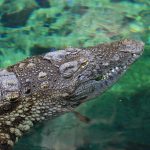 Profil eines schwimmenden Krokodils