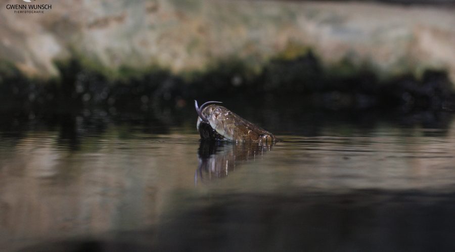 Züngelnder, schwimmender Netzpython