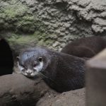 Otter, der direkt in die Kamera schaut