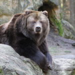 Braunbär, der direkt in die Kamera schaut