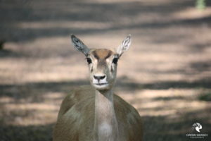 Antilope im Parc Merveilleux in Bettembourg, fotografiert im April 2011.
Mit freundlicher Genehmigung des Parc Merveilleux. Trächtige Antilope, die direkt in die Kamera schaut