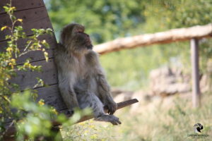 Berberaffe im Thüringer Zoopark Erfurt, fotografiert im August 2015.
Mit freundlicher Genehmigung des Thüringer Zooparks Erfurt. Berberaffe, der sinnierend aus dem Bild herausblickt