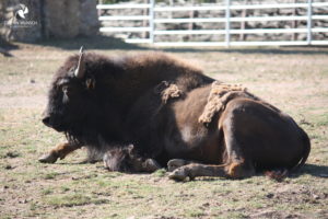 Büffel (Amerikanischer Bison) im Thüringer Zoopark Erfurt, fotografiert im August 2015.
Mit freundlicher Genehmigung des Thüringer Zooparks Erfurt. Seitenansicht eines liegenden Büffels