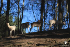 Damhirsche im Wildpark Lüneburger Heide bei Hanstedt-Nindorf, fotografiert im Februar 2019.
Mit freundlicher Genehmigung des Wildparks Lüneburger Heide. Vier Damhirsche, die in einem Hang im Wald und vor blauem Himmel stehen
