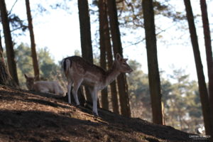 Damhirsche im Wildpark Lüneburger Heide bei Hanstedt-Nindorf, fotografiert im Februar 2019.
Mit freundlicher Genehmigung des Wildparks Lüneburger Heide. Stehender und liegender Damhirsch in einem bewaldeten Hang