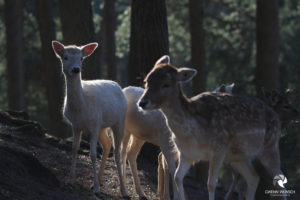 Damhirsche im Wildpark Lüneburger Heide bei Hanstedt-Nindorf, fotografiert im Februar 2019.
Mit freundlicher Genehmigung des Wildparks Lüneburger Heide. Damhirsche im Gegenlicht