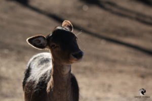 Fotografiert im Wildpark Lüneburger Heide (Niendorf). Portrait eines Damhirschs, der mit schief gelegtem Kopf in die Kamera schaut