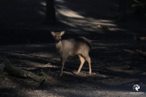 Dybowskihirsch im Wildpark Lüneburger Heide bei Hanstedt-Nindorf, fotografiert im Februar 2019.
Mit freundlicher Genehmigung des Wildparks Lüneburger Heide. Seitenansicht eines Dybowskihirschs