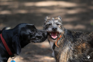 Emma und Lulu auf dem Hundespielplatz, fotografiert im Juli 2018.
Mit freundlicher Genehmigung des Tierheims Lüneburg. Zwei Hündinnen, die Nase der einen liegen am Mundwinkel der zweiten, die glücklich in die Kamera zu lächeln scheint