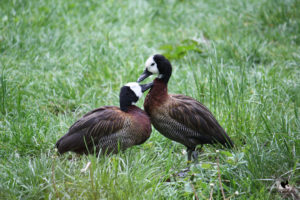 Enten im Parc Merveilleux in Bettembourg, fotografiert im Mai 2010.
Mit freundlicher Genehmigung des Parc Merveilleux. Seitenansicht eines Entenpärchens inmitten von grünem Gras, von denen eine die andere putzt