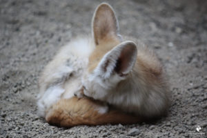 Fennek (Wüstenfuchs) im Parc Merveilleux in Bettembourg, fotografiert im Mai 2010. Schlafender Wüstenfuchs (Fennek), von der Seite fotografiert