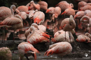 Flamingos im Zoo Leipzig, fotografiert im September 2017.
Mit freundlicher Genehmigung des Zoos Leipzig. Flamingoschwarm