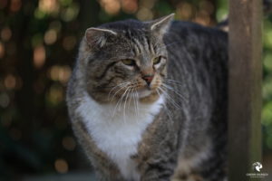 Gizmo im Tierheim Lüneburg, fotografiert im März 2018.
Mit freundlicher Genehmigung des Tierheims Lüneburg. Graugetigterter Kater mit weißer Brust, der nach rechts aus dem Bild rausschaut