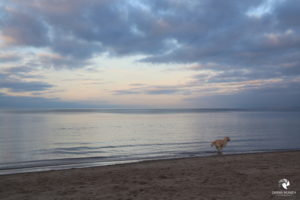 Golden Retriever am Strand, fotografiert im März 2019. Hund, der am Strand in den Ausläufern der Wellen rennt