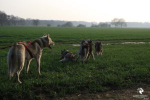 Husky-Tour mit dem Huskyhof Ridderade, fotografiert im März 2019. Mit freundlicher Genehmigung des Huskyhofs Ridderade. Huskygespann, das Pause auf einer Wiese macht