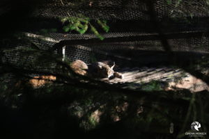 Luchs im Wildpark Lüneburger Heide bei Hanstedt-Nindorf, fotografiert im März 2019.
Mit freundlicher Genehmigung des Wildparks Lüneburger Heide. Schlafender Luchs
