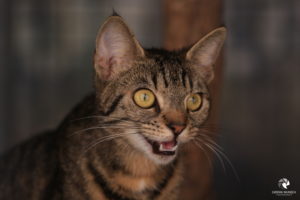 Minni im Tierheim Lüneburg, fotografiert im Juli 2018.
Mit freundlicher Genehmigung des Tierheims Lüneburg. grau getigerte Katze mit gelben Augen, die an der Kamera vorbeischaut und maunzt