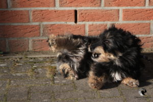 Mizzi im Tierheim Lüneburg, fotografiert im März 2019.
Mit freundlicher Genehmigung des Tierheims Lüneburg. Eine kleine Mischlingshündin, die auf der Seite und vor einer Backsteinwand liegt, Wind im Fell