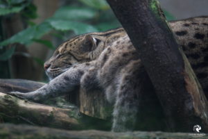 Ozelot im Zoo Leipzig, fotografiert im September 2017.
Mit freundlicher Genehmigung des Zoos Leipzig. Schlafender Ozelot