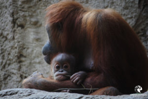 Orang-Utan-Mutter mit Kind im Zoo Leipzig, fotografiert im September 2017.
Mit freundlicher Genehmigung des Zoos Leipzig. Orang-Utan-Mutter mit Jungtier