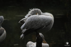 Pelikan im Zoo Leipzig, fotografiert im September 2017.
Mit freundlicher Genehmigung des Zoos Leipzig. Weißer Pelikan, der vor dunklem Huntergrund ruht, den Kopf unter einen Flügel gesteckt
