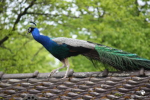 Pfau im Parc Merveilleux in Bettembourg, fotografiert im Mai 2010.
Mit freundlicher Genehmigung des Parc Merveilleux. Pfauenmännchen, das über ein Hausdach läuft, im Hintergund frühlingsgrünes Laub
