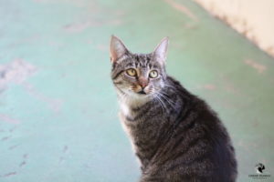 Puschi im Tierheim Lüneburg, fotografiert im Juli 2018.
Mit freundlicher Genehmigung des Tierheims Lüneburg. grau getigerte Katze aus der Vogelperspektive
