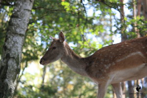 Damhirsch im Wildpark-MV in Güstrow, fotografiert im September 2011.
Mit freundlicher Genehmigung des Wildparks-MV. Damhirsch im Profil vor Waldhintergrund