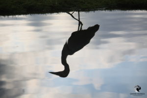 Graureiher im Zoo Leipzig, fotografiert im September 2017.
Mit freundlicher Genehmigung des Zoos Leipzig. Spiegelung im Wasser eines schreitenden Graureihers