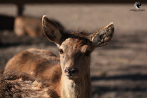 Rothirsch im Wildpark Lüneburger Heide bei Hanstedt-Nindorf, fotografiert im März 2019.
Mit freundlicher Genehmigung des Wildparks Lüneburger Heide. Portrait eines Rothirschs, der in die Kamera blickt