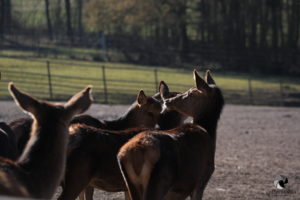 Rothirsche im Wildpark Lüneburger Heide bei Hanstedt-Nindorf, fotografiert im März 2019.
Mit freundlicher Genehmigung des Wildparks Lüneburger Heide. Rothirsche in der Herde