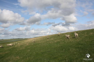 Schafe, fotografiert im August 2009. Auf dem Deich grasende Schafe