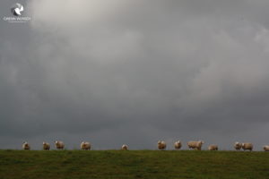 Schafe, fotografiert im September 2015. Halbes Dutzend Schafe, die auf einer Linie auf dem Damm steht, vor bedrohlicher Gewitterwolke