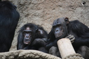 Schimpansen im Zoo Leipzig, fotografiert im September 2017.
Mit freundlicher Genehmigung des Zoos Leipzig. Zwei Schimpansen
