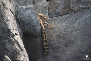 Schneeleopard im Zoo Leipzig, fotografiert im September 2017.
Mit freundlicher Genehmigung des Zoos Leipzig. Schneeleopard, der auf einem Felsvorsprung schläft