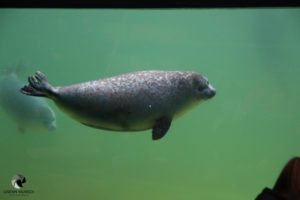 Seehund in der Seehundstation Nationalpark-Haus in Norddeich, fotografiert im März 2018.
Mit freundlicher Genehmigung der Seehundstation Nationalpark-Haus in Norddeich. Seehund am Fenster eines Robbariums