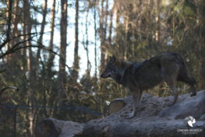 Grauwolf (Eurasischer Wolf) im Tierpark Lüneburger Heide bei Hanstedt-Nindorf, fotografiert im Februar 2019.
Mit freundlicher Genehmigung des Tierparks Lüneburger Heide. Grauwolf, der im Gegenlicht und einem Erdhang steht