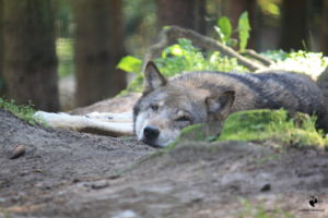 Grauwolf (Eurasischer Wolf) im Tierpark-MV in Güstrow, fotografiert im September 2011.
Mit freundlicher Genehmigung des Tierparks-MV. Liegender Grauwolf, der in die Kamera blickt