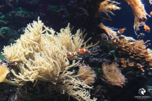 Orangeringel-Anemonenfische im Tierpark und Tropen-Aquarium Hagenbeck, fotografiert im Juni 2019.
Mit freundlicher Genehmigung des Tierparks und Tropen-Aquariums Hagenbeck. Orangeringel-Anemonenfische an Korallen