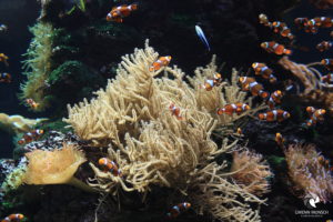 Orangeringel-Anemonenfische im Tierpark und Tropen-Aquarium Hagenbeck, fotografiert im Juni 2019.
Mit freundlicher Genehmigung des Tierparks und Tropen-Aquariums Hagenbeck. Orangeringel-Anemonenfische an Korallen