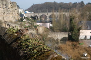 Ente. Fotografiert im März 2015 in Luxemburg. Ente, die auf einer Steinmauer sitzt, im Hintergrund die Altstadt der Stadt Luxemburg