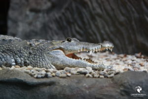 Krokodil im Parc Merveilleux in Bettembourg, fotografiert im September 2015.
Mit freundlicher Genehmigung des Parc Merveilleux. Portrait eines Krokodils mit offenem Maul