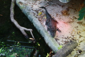 Krokodil im Parc Merveilleux in Bettembourg, fotografiert im September 2015.
Mit freundlicher Genehmigung des Parc Merveilleux. Sicht von oben auf ein einige Meter weiter unten an Land ruhendes Krokodil