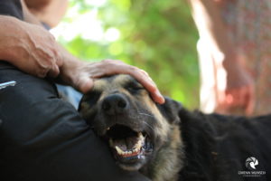 Max. Fotografiert im Mai 2018. Ein Schäferhundmischling, der sich an seinen Menschen schmiegt, dessen Hand auf dem Kopf, und glücklich "lächelt"